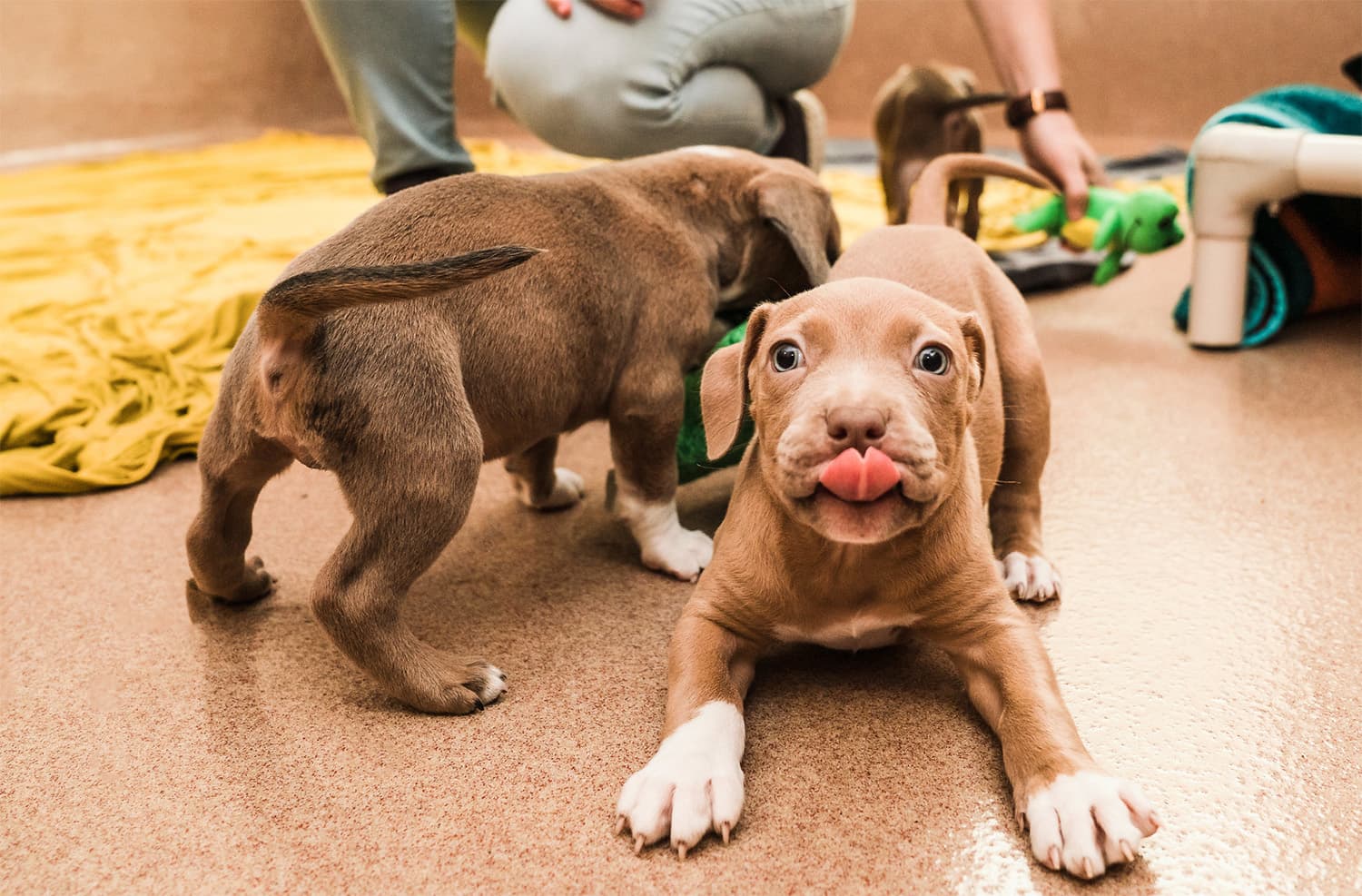 puppy for adoption