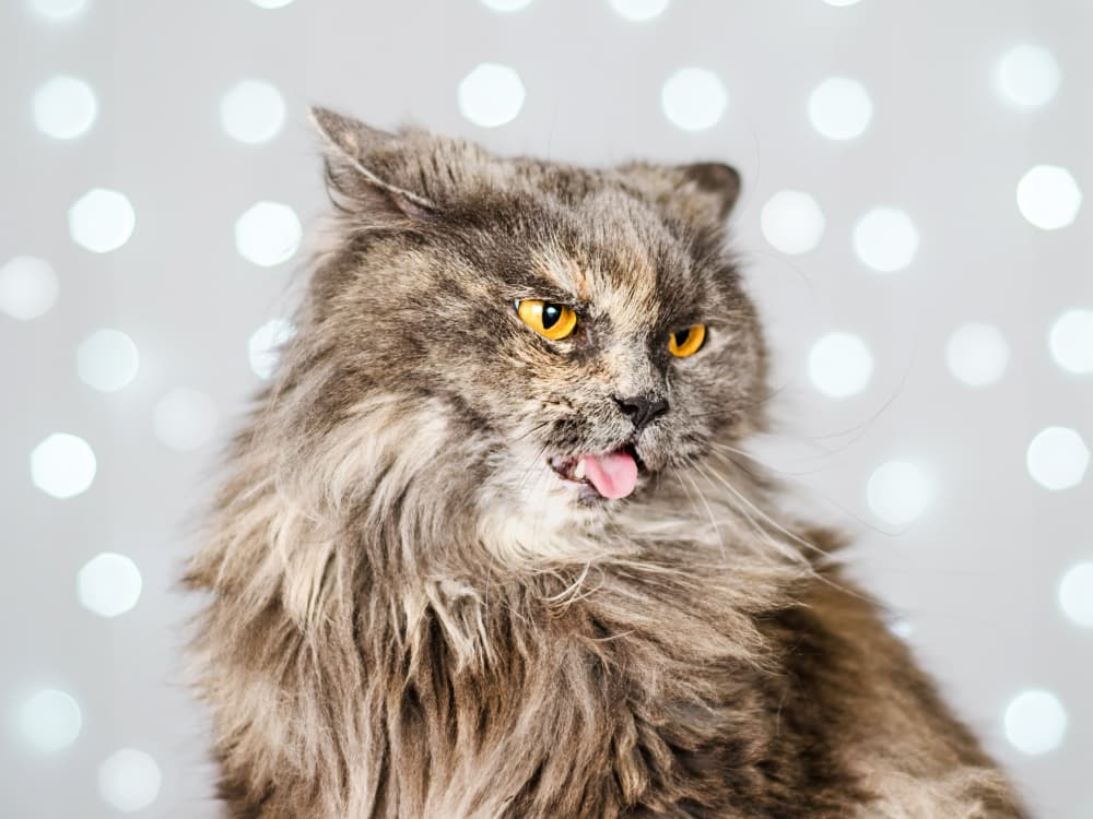 Why Does My Cat Keep Throwing Up?