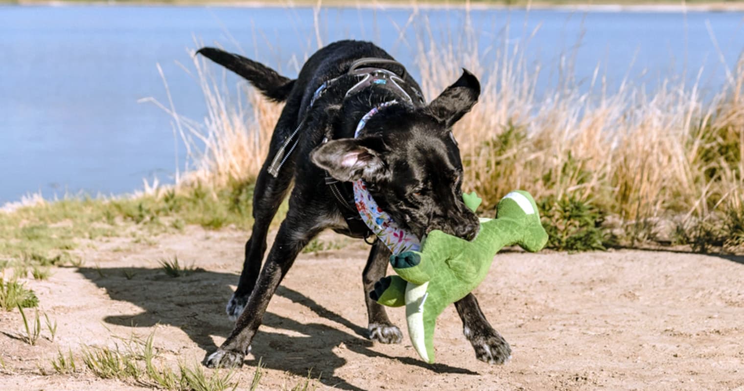 What’s Going On When Dogs Shake Their Toys