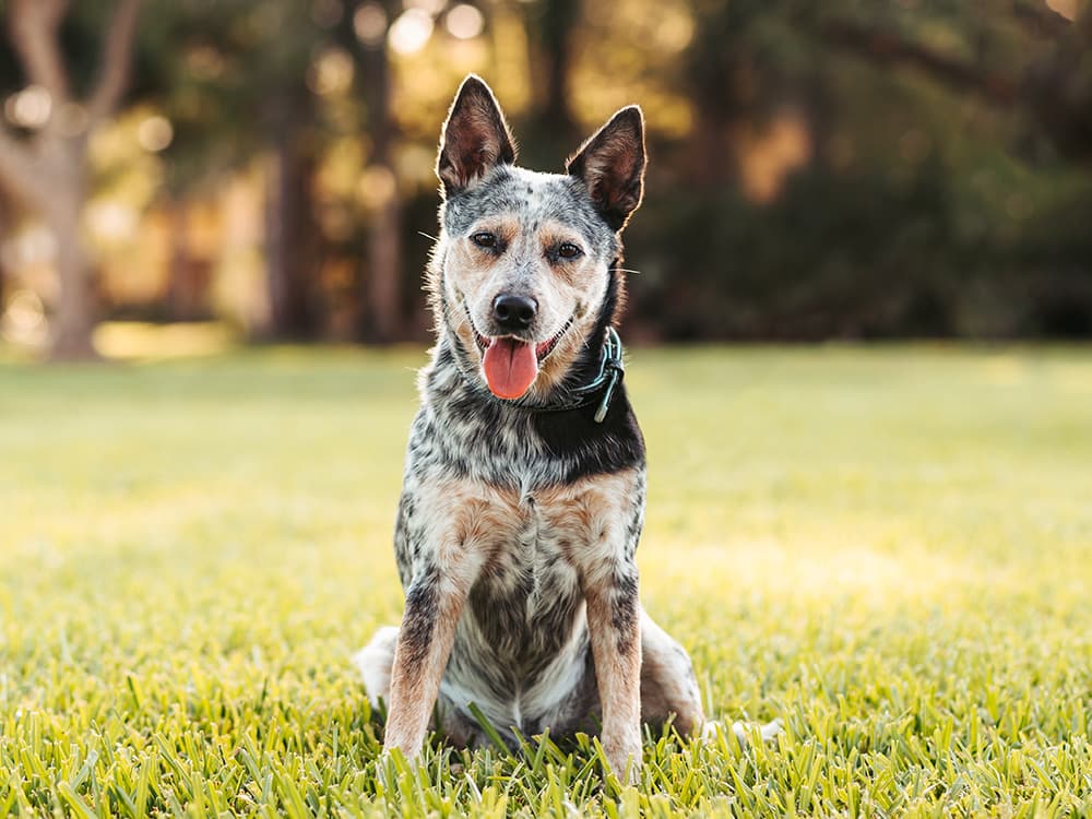 Australian Cattle Dog Blue Heeler