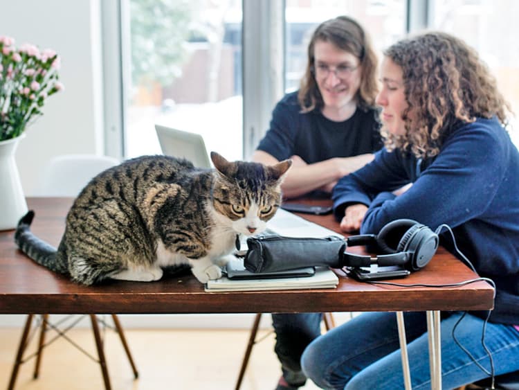 7 Things You Do That Hurt Your Cat’s Feelings