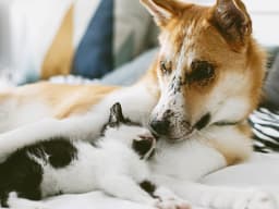 Animal House: How to Intro a New Dog to Your Other Pets