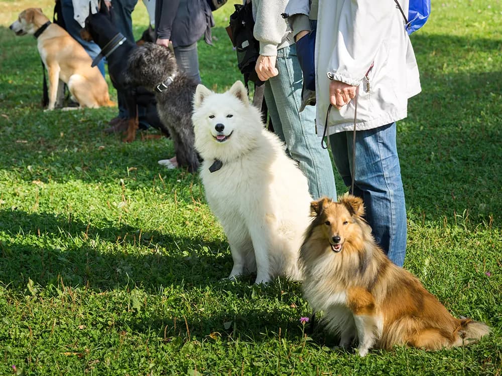 several dogs lined up at an outdoor dog training class