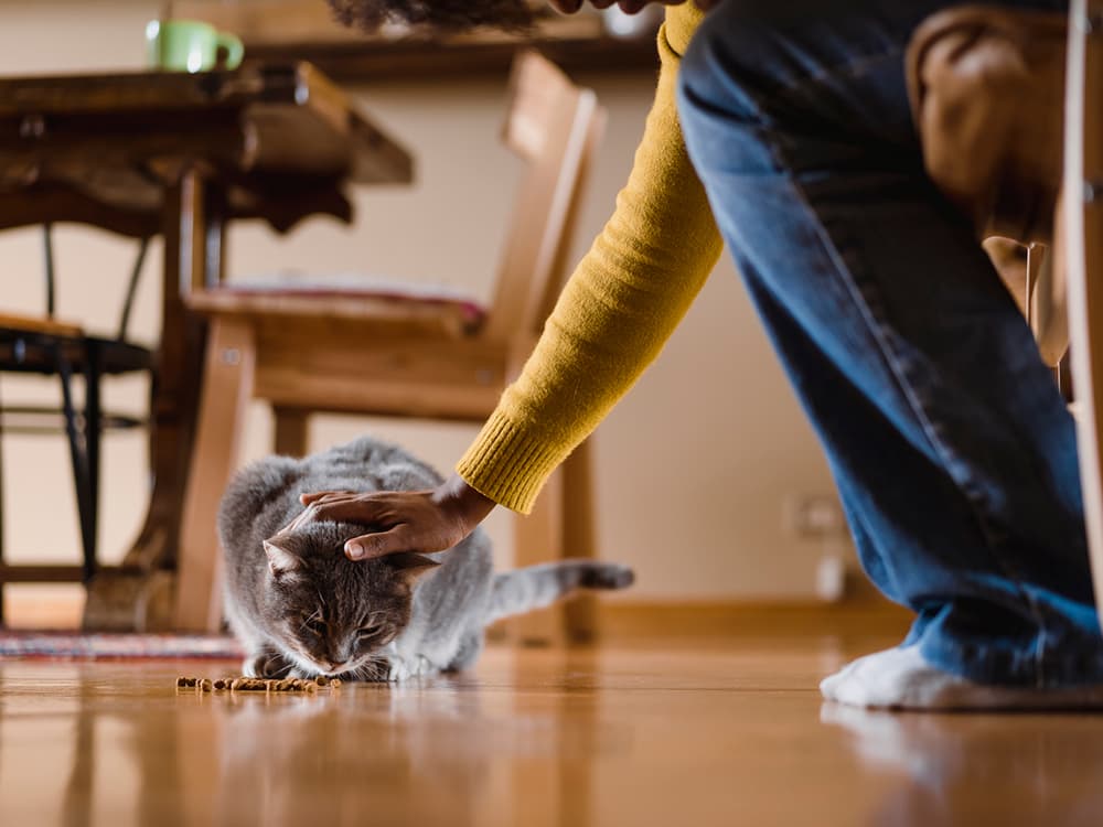 How to Find Free Pet Food Near You
