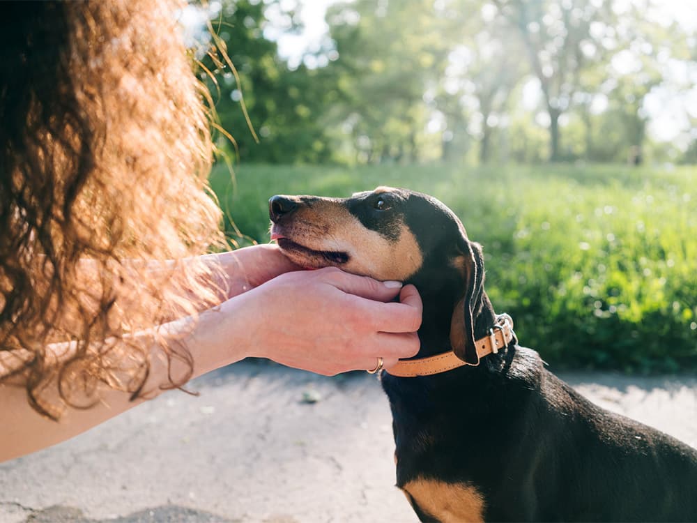 Small Dogs With Long Noses Live the Longest, New Study Finds