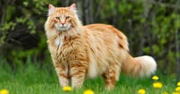 Cat Goliaths: The 10 Largest House Cat Breeds