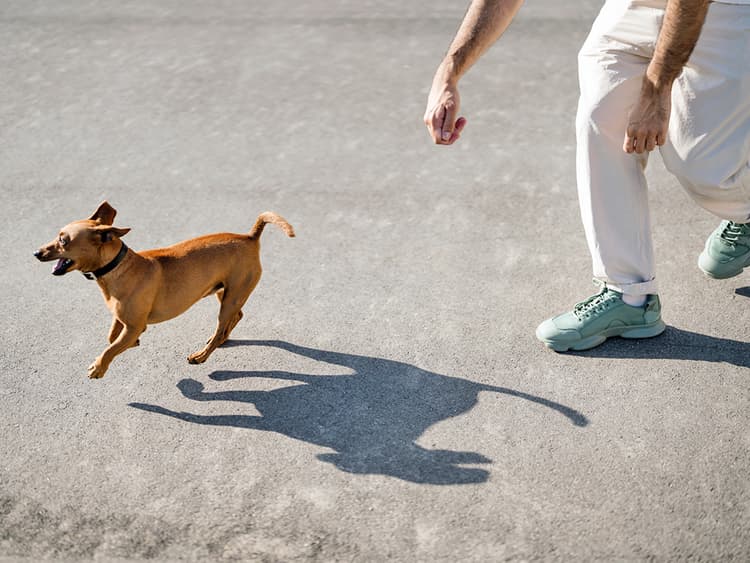 This Viral TikTok Trick Will Get Your Dog to Come Back to You