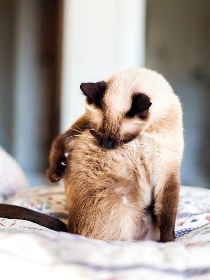 How to Spot, Treat, and Prevent Hot Spots on Your Cat