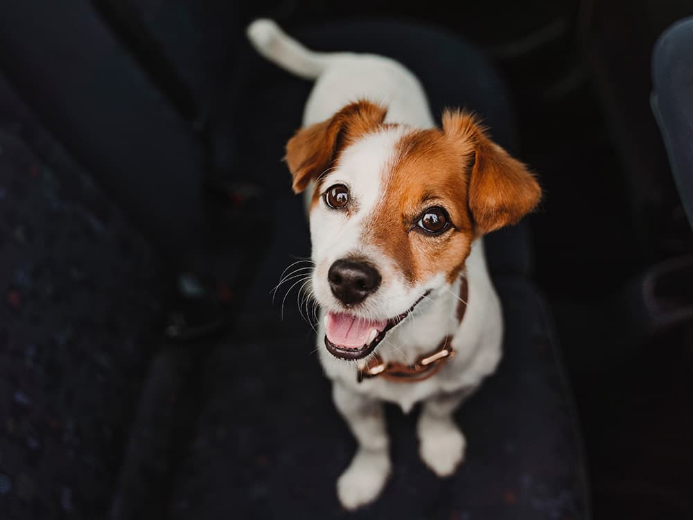 mixed breed dog