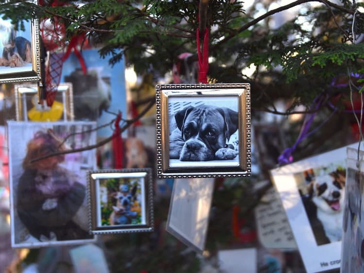 A Secret Christmas Tree in Central Park Helps People Memorialize Their Pets