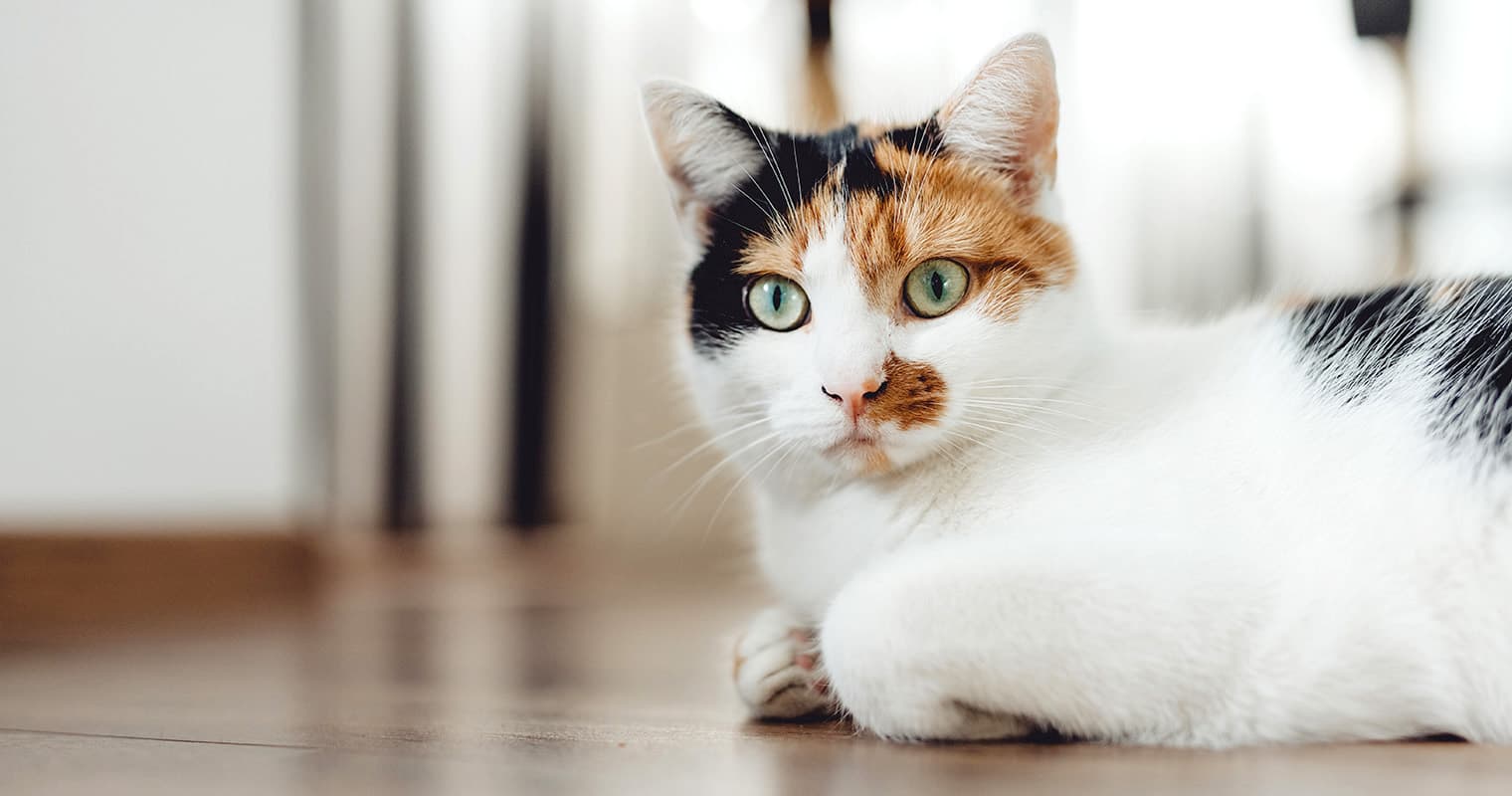 Why Do Landlords Not Allow Cats?