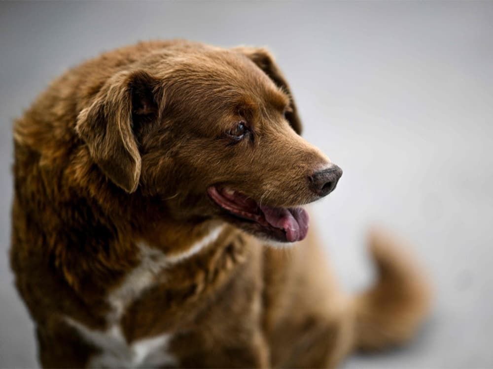 The Oldest Dog to Ever Live Just Turned 31