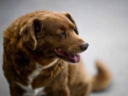 The Oldest Dog to Ever Live Just Turned 31