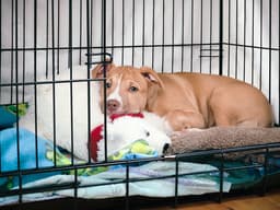 A Step-by-Step Guide to Crate-Train Your Puppy