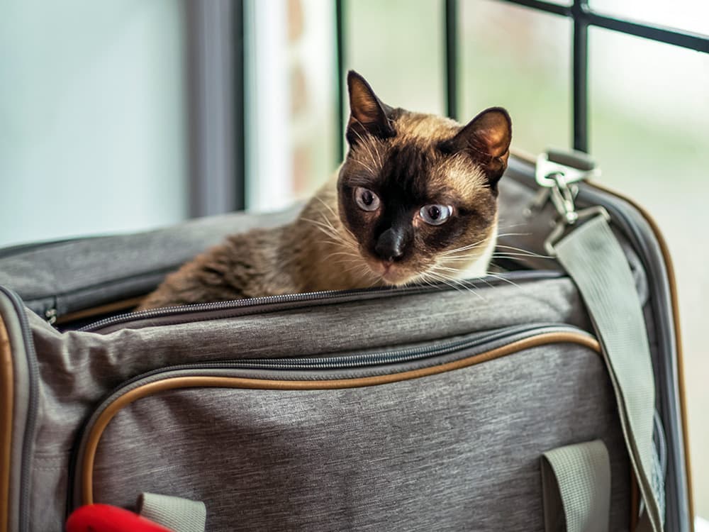 Cute cat in a cat carrier.