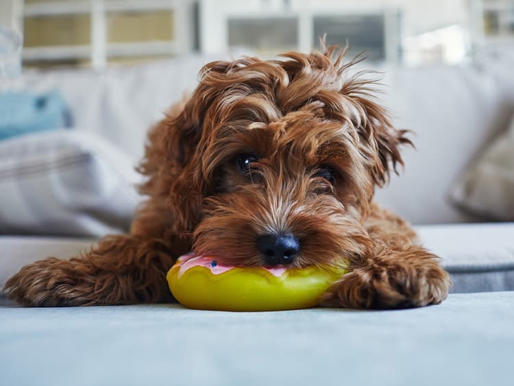 Toys Containing BPA May Cause Obesity in Dogs, New Study Finds