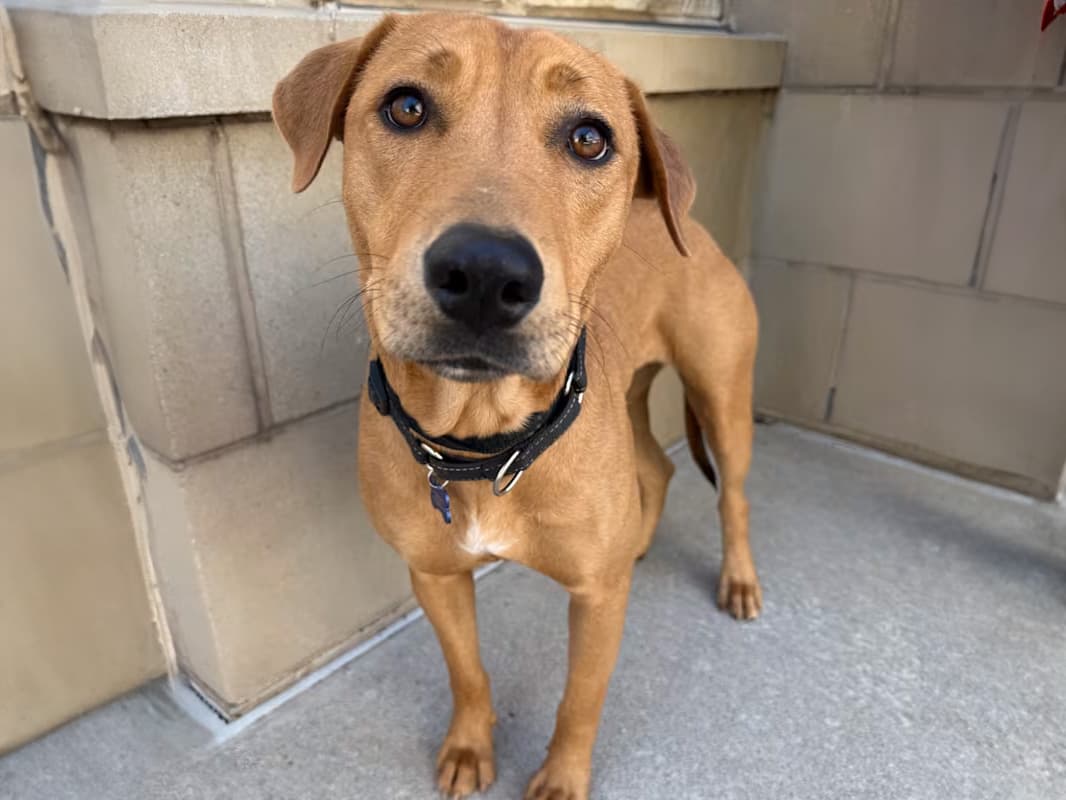 golden retriever / pit bull mix