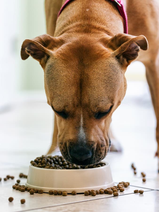 Dog Obesity Is Highest in These 10 States—But It’s More Complicated Than That