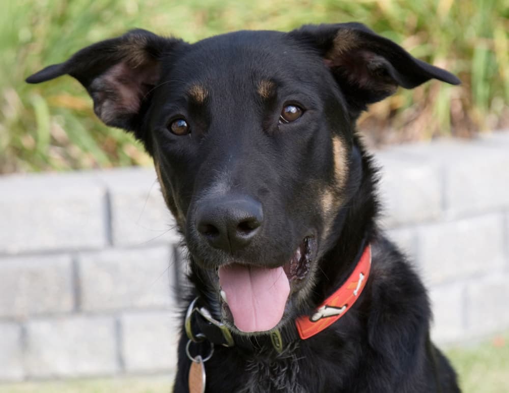 Rottweiler/German Shepherd Dog