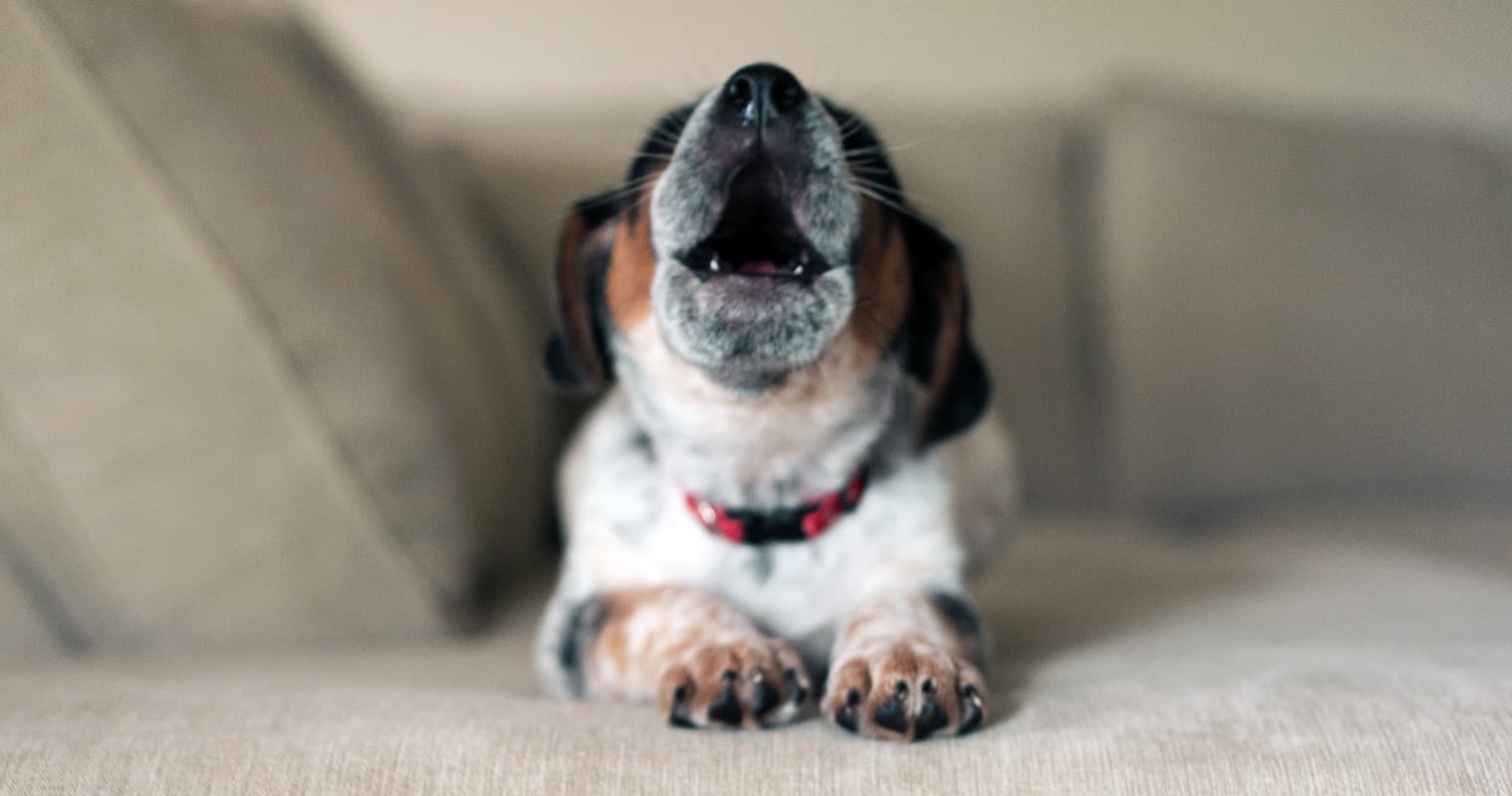 What Does It Mean When a Dog Is Howling?