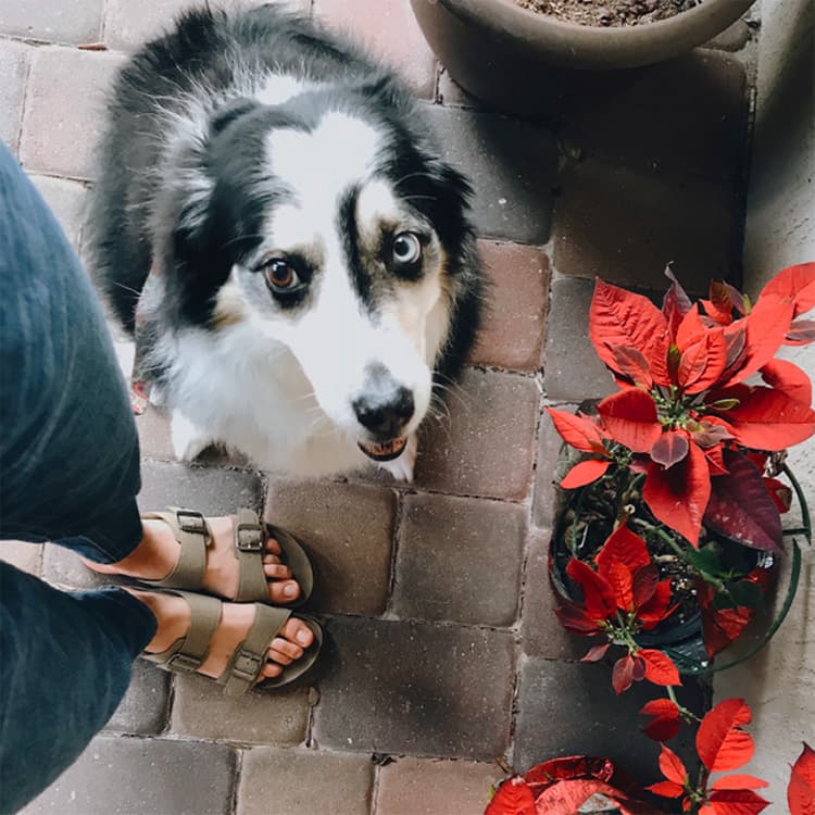 Are Poinsettias Toxic For My Dog?