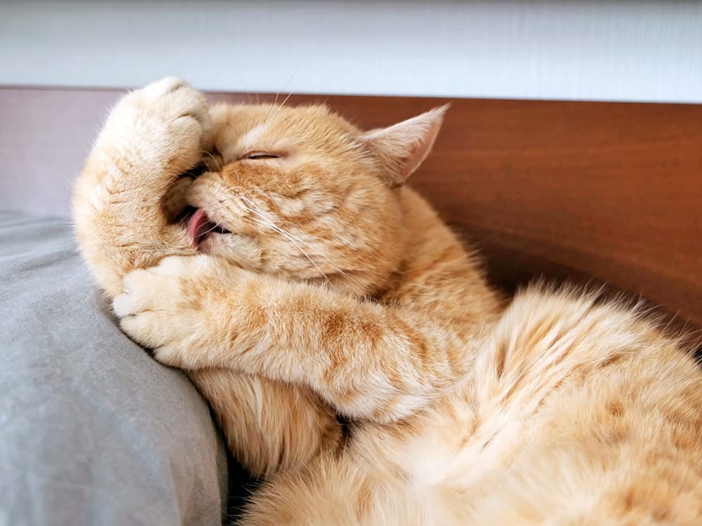 Why Do Cats Clean Themselves So Much?