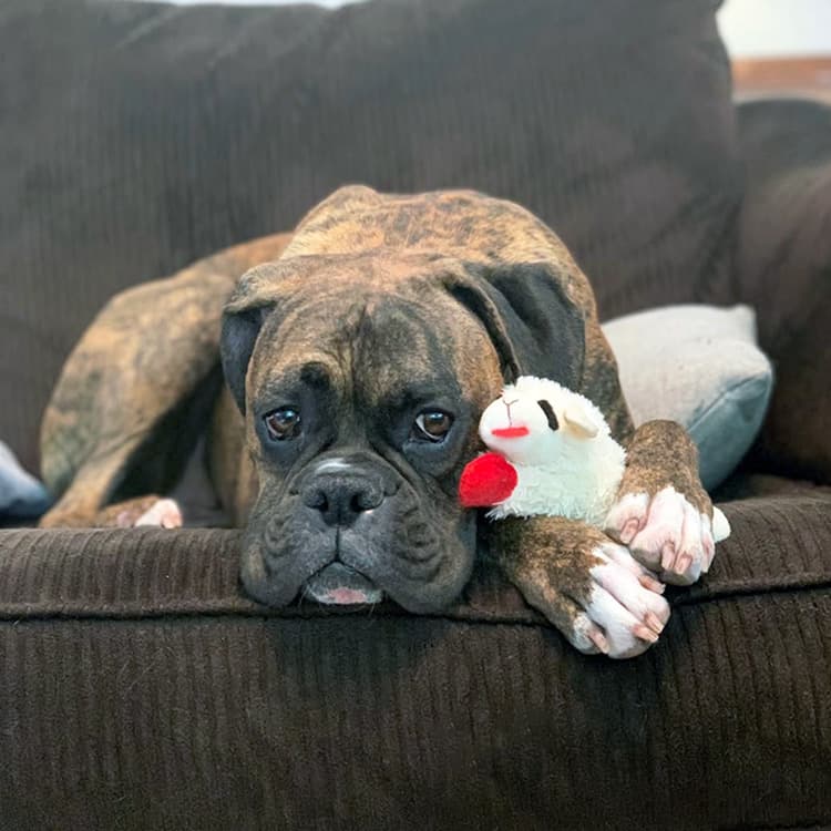 Why Are Dogs (and People) So Obsessed With Lamb Chop?