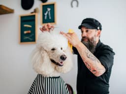 Study Shows Pro Grooming Is Better at Curbing Dog Itching Than DIY