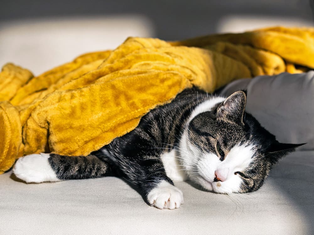 Bird Flu Is Infecting Cats Across The Country—Including Indoor Ones