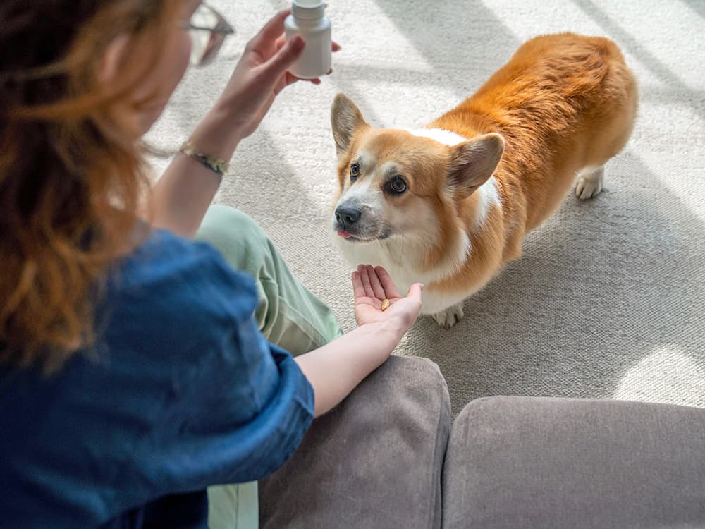 Should You Give Your Dog Dramamine? Here’s What Vets Say