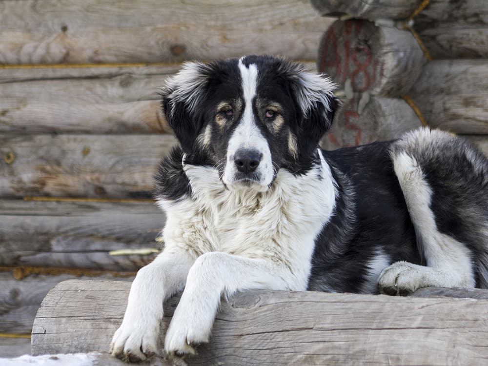 Dog Fights: When You Should Worry