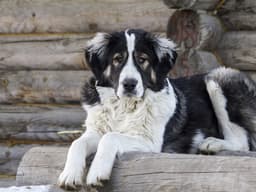 Dog Fights: When You Should Worry