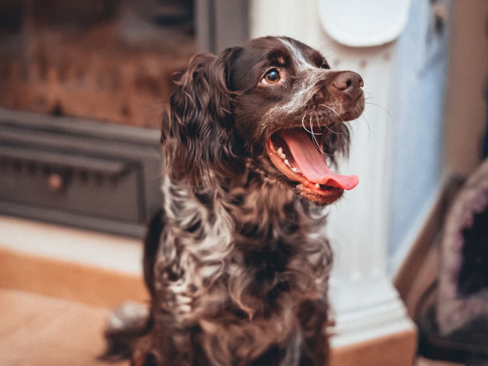 boykin spaniel in room
