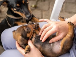 Puppy Parasites 101: What You Need to Know to Keep Your Pup Safe