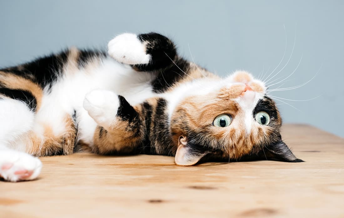 calico cat rolling on back