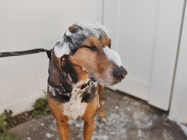 How to Get Skunk Smell Off Your Dog
