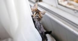 Is My New Cat (or Kitten) Bored?