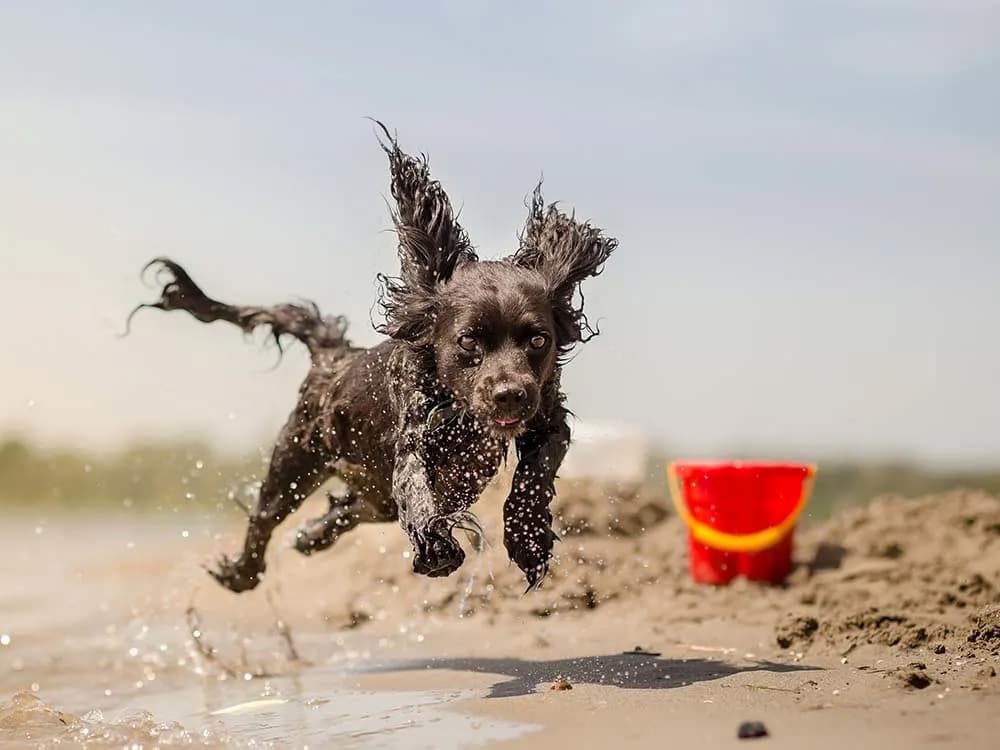 boykin spaniel running on beach