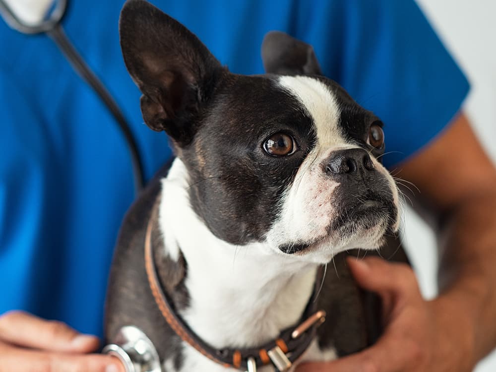 13 Tips for Saving Money at the Vet