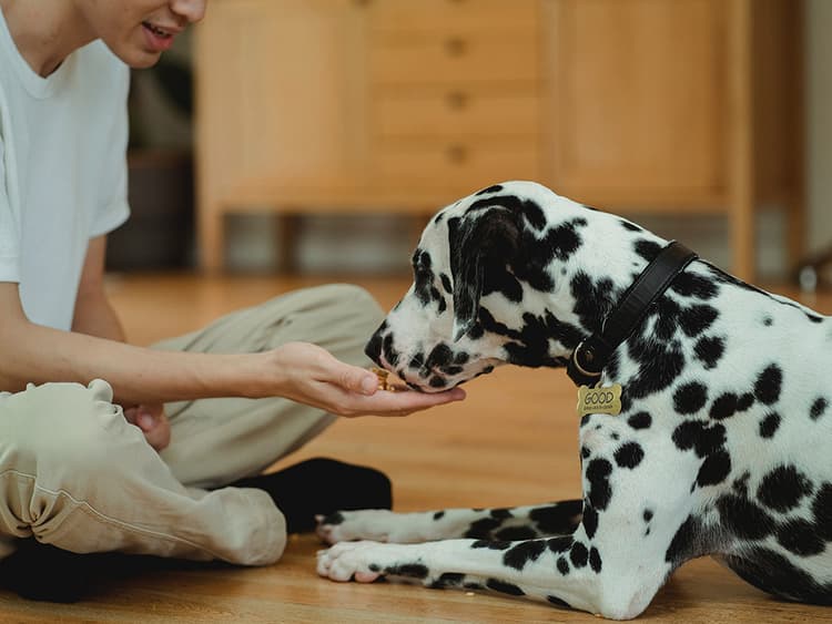 Recipe for Seeded Dog Biscuits