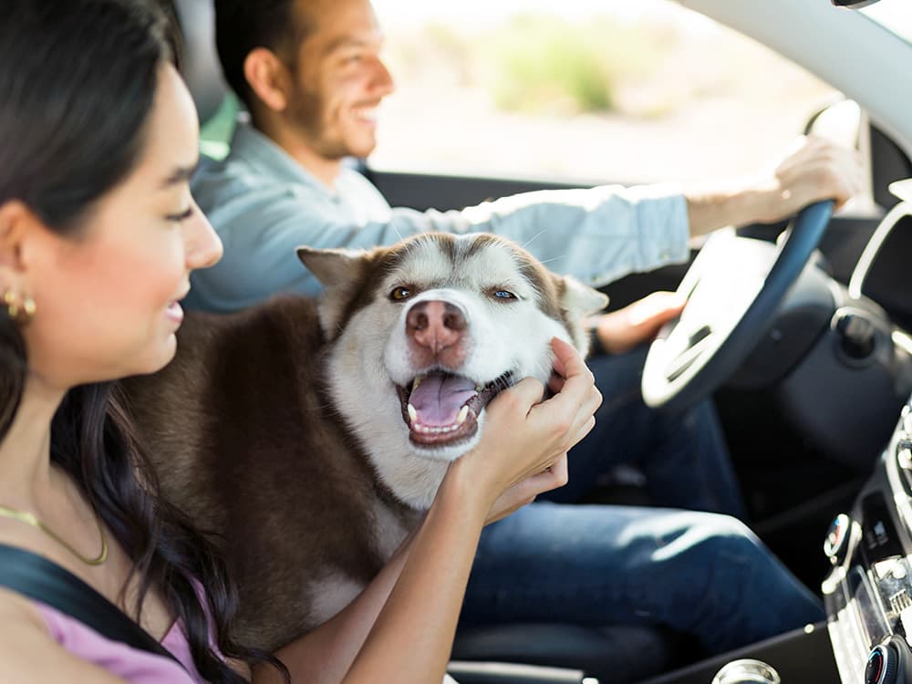 How to Take a Road Trip With Your Dog Instead of Dealing With Airport Chaos
