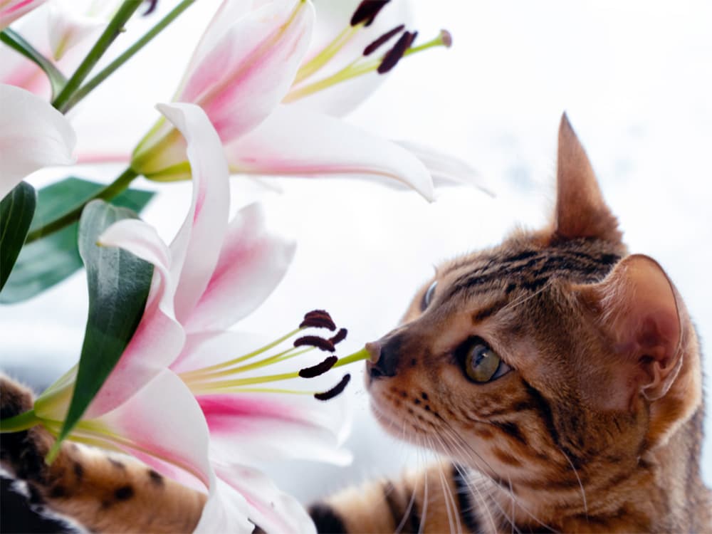 Are Lilies Toxic to Cats?