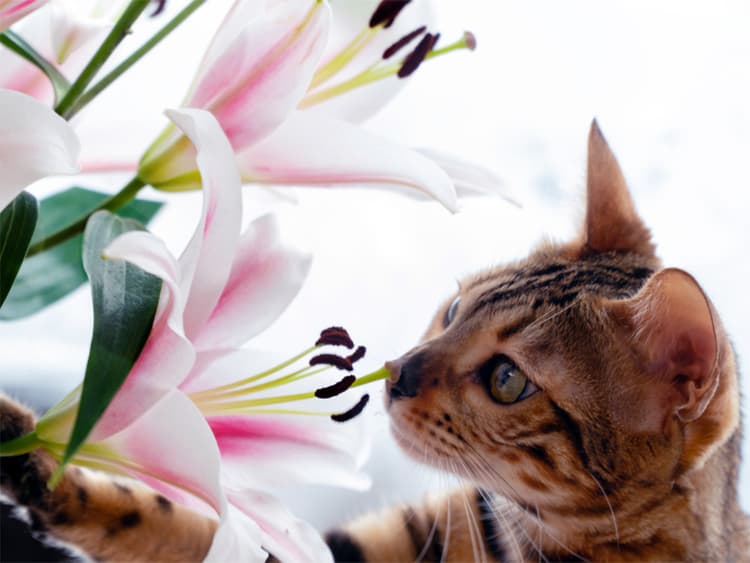 Are Lilies Toxic to Cats?