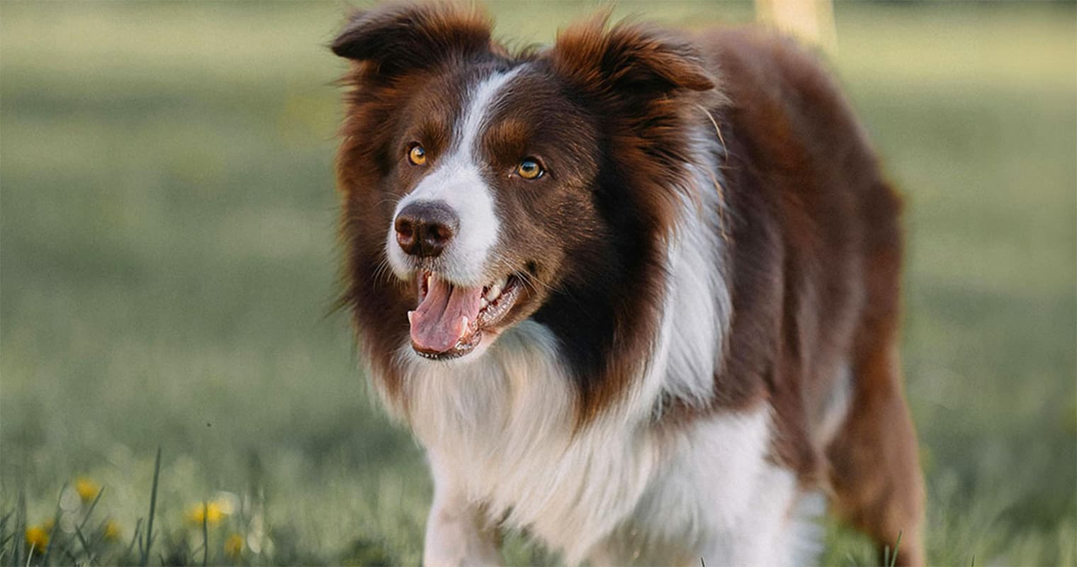 How much does it cost to surrender a Border Collie?