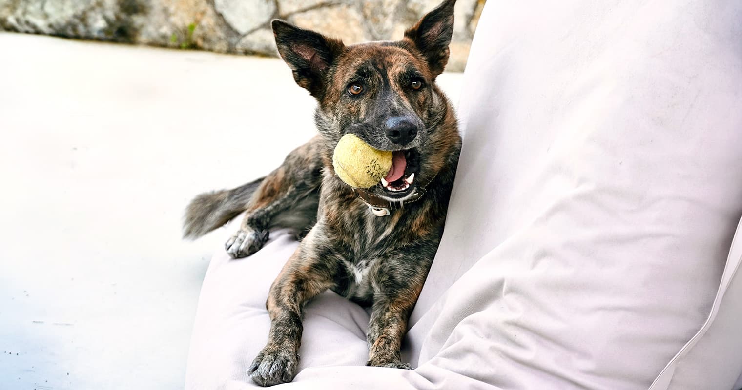 Dogs Similar to German Shepherds: Traits and Lookalikes