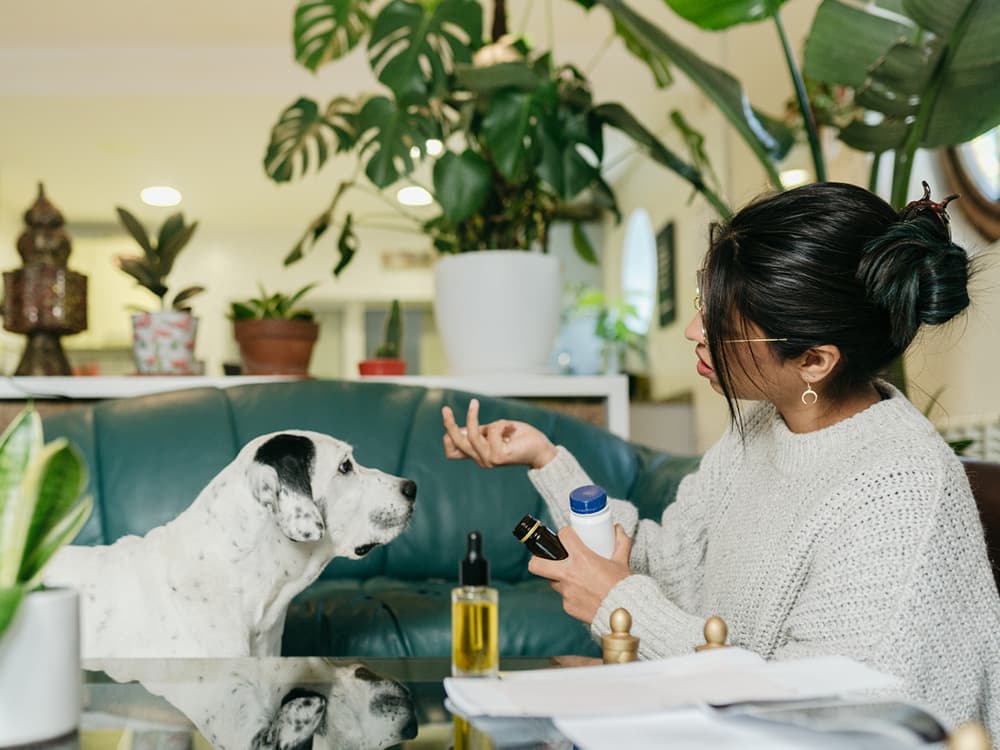 Can Dogs Take Aspirin? A Guide to Dog Pain Medication