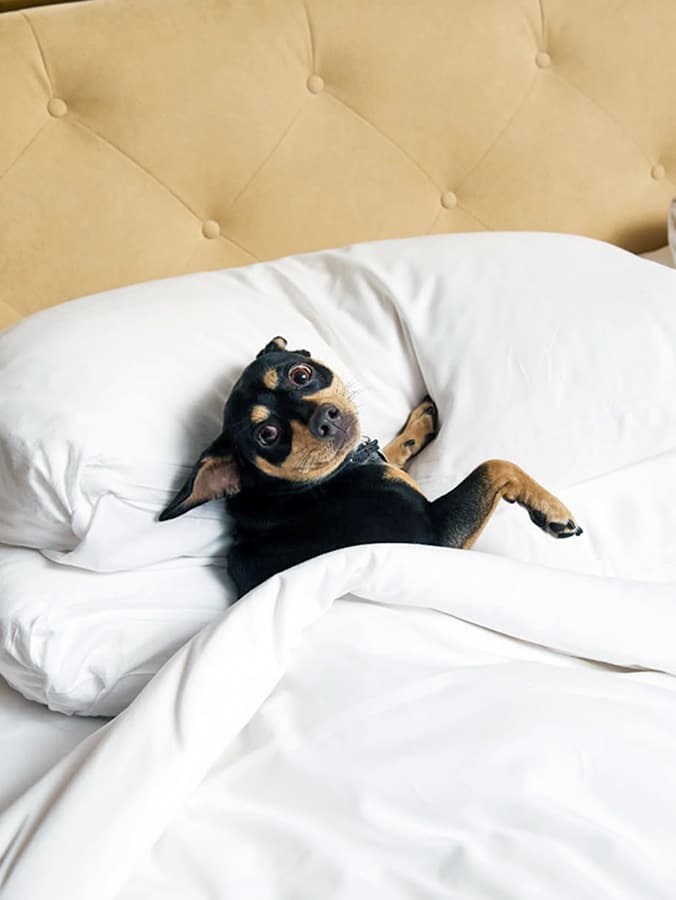 10 Best Dog-Friendly Luxury Hotels Where You *and* Your Pet Can Get Pampered