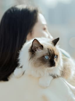 7 “Purebred” Cat Breeds Likely to Suffer from Genetic Disorders