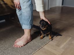 Stressed Pets: How to Keep Your Dogs Relaxed When Leaving Them Alone