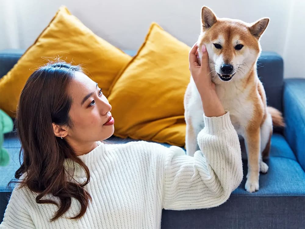 adopting a shiba dog